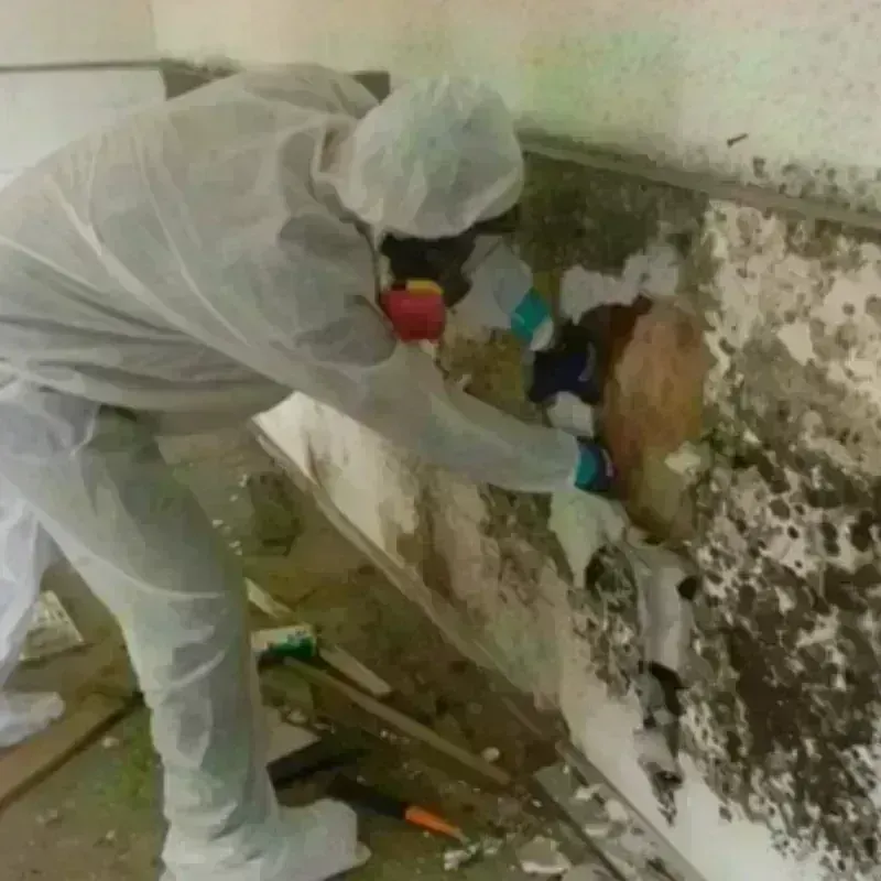 Mold Remediation and Removal in Glen Rose, TX